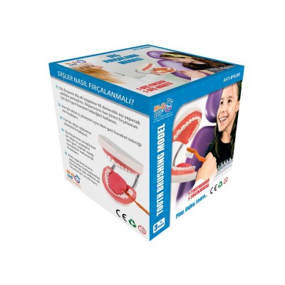 Diş Fırçalama Modeli