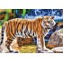 100 Parça Puzzle Animal Planet / Amazıng Tiger