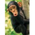 100 Parça Puzzle Animal Planet / Baby Chimp