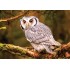 100 Parça Puzzle Animal Planet / Bengal Eagle Owl