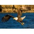 100 Parça Puzzle Animal Planet / Eagle At Hunting