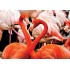 100 Parça Puzzle Animal Planet / Flamingo Lovers