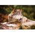 100 Parça Puzzle Animal Planet / Lonewolf