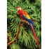 100 Parça Puzzle Animal Planet / Scarlet Macaw