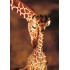 100 Parça Puzzle Animal Planet / Stunning Giraffes