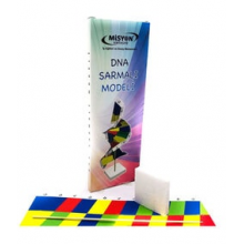 DNA Sarmalı Modeli