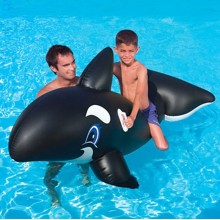 Tutacaklı Köpek Balığı