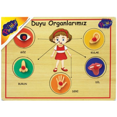 Ahşap Tutmalı Organlar Puzzle