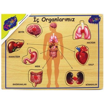 Ahşap Tutmalı Organlar Puzzle